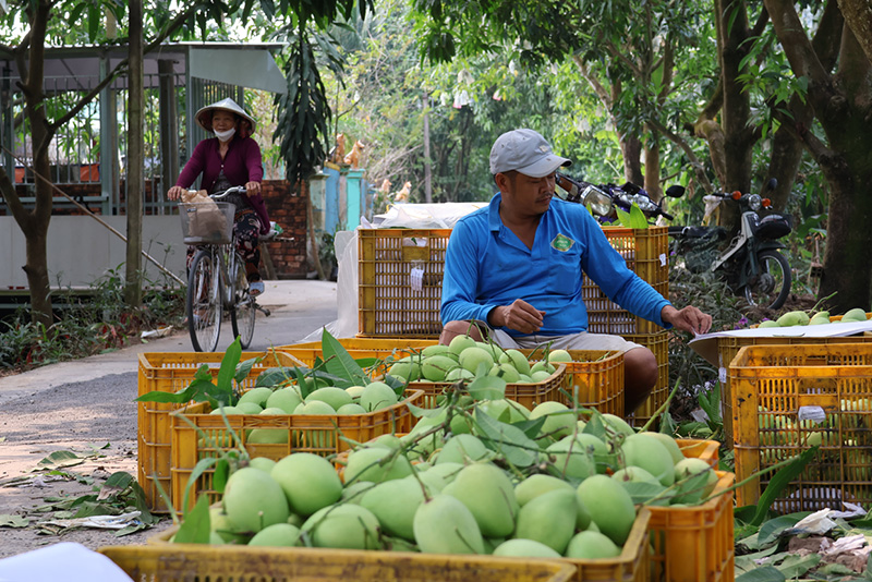 Vụ xoài Tết giảm năng suất do thời tiết bất lợi